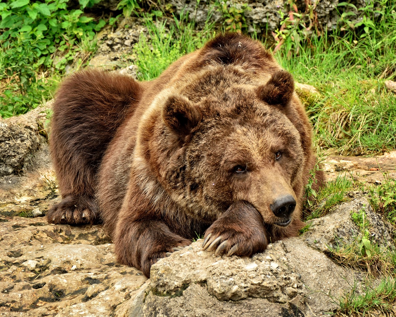 Tips for Trading in a Bear Market